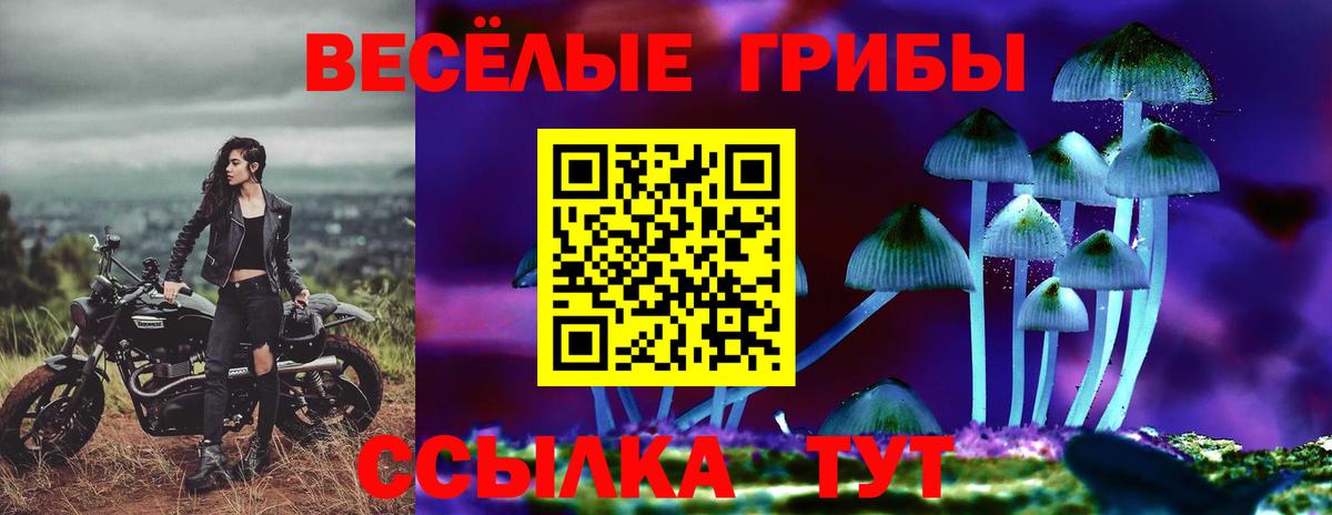 Псилоцибиновые грибы Psilocybe Кизляр